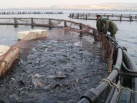 Bazı su ürünleri gözetime tabi olacak
