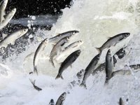 Koruma önlemleri sonuç verdi, inci kefalinin boyu uzadı