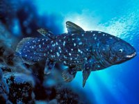 100 yıl yaşayabilen balık keşfedildi