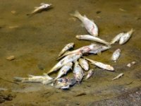 Karasu Nehri'ndeki balık ölümleri tedirgin etti