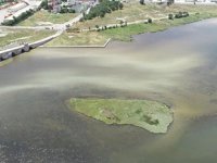 Büyükçekmece Gölü'nün rengi değişti, ölü balıklar kıyıya vurdu