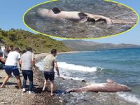 Datça Gereme Koyu’nda dev köpekbalığı kıyıya vurdu