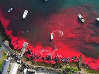 Faroe Adaları'nda yine balina katliamı yapıldı
