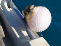 Balon balığı avcılığı teşviki olta balıkçılarını sevindirdi