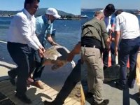 Urla’da sahile vuran yaralı caretta tedavi altına alındı