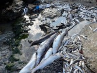 Küçükçekmece sahilinde kıyıya vuran ölü balıklar endişe yarattı