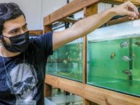 Antalya’da denek balıkları öğrenciler büyütüyor