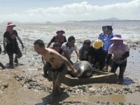 Çin’de 12 adet balina karaya vurdu