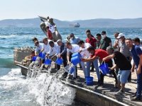 Muğla'da 30 bin levrek yavrusu denize bırakıldı