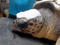 Çanakkale’de yaralı olarak bulunan caretta tedavi altına alındı