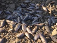 Manisa'da baraj suları tahliye edilince balıklar telef oldu