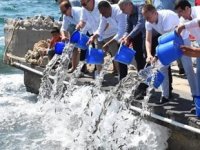Güllük Körfezi’ne 30 bin levrek balığı yavrusu bırakıldı