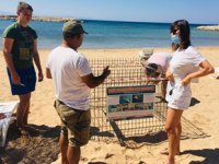 Deniz kaplumbağaları, Didim plajlarına yeniden yumurta bıraktı