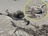 Tuz Gölü'nde binlerce flamingo yavrusu öldü