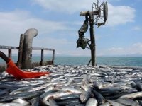 İnci kefalinde av yasağı sona erdi