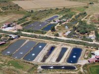 Toprak havuzda üretilen balıklar, yurt dışına ihraç ediliyor