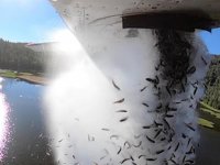 ABD’de göllere havadan binlerce balık bırakıldı