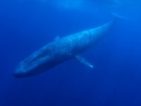 Hint Okyanusu’nda yeni bir mavi balina popülasyonu keşfedildi