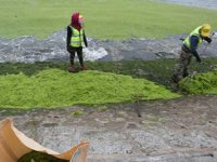 Çin'i deniz yosunu istila etti