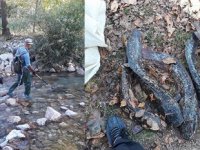 İstilacı balıklar, doğal türleri yok ediyor