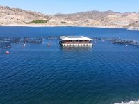Malatya’da alabalık üretimi artıyor