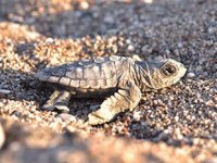 Orman yangınları, carettaları da etkiledi