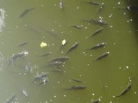 Asi Nehri’ndeki balık ölümleri tedirginlik yarattı
