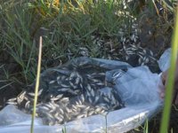 Bigadiç'te göletlere yavru pullu sazan balığı bırakıldı