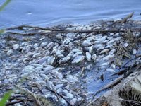 Gediz Nehri’ndeki balık ölümleri tedirginlik yarattı