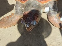 Kuşadası’nda sahile ölü caretta caretta vurdu