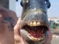 İnsan dişli balık, görenleri şaşırttı