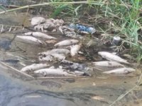 Bozyazı'daki balık ölümleri tedirgin etti