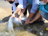 Şaphane'de göletlere 4 bin adet sazan balığı bırakıldı