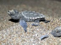 Bozyazı’da caretta carettalar için sahilde ışıklar kapatıldı