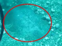 Nil kaplumbağası, denizin dibinden zor çıkarıldı