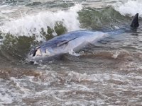 Mudanya’da üç ayrı noktada ölü yunus balıkları kıyıya vurdu