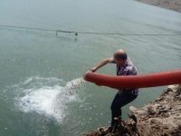 Aydın'da 501 bin adet sazan balığı su ile buluştu