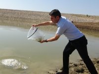 Muş’ta göl, gölet ve barajlara 1 milyon 281 bin yavru balık bırakıldı