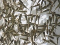 Elazığ’dan 18 kente 12 milyon adet yavru sazan balığı gönderildi