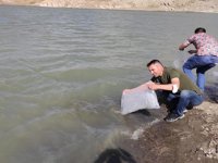 Göl ve barajlara 100 bin adet yavru balık bırakıldı