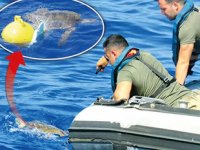 NATO tatbikatına yavru caretta caretta molası verildi
