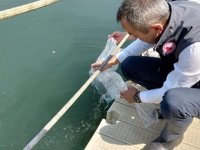 Karabük’te 30 bin adet yavru sazan suyla buluştu