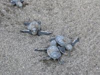 Antalya'da deniz kaplumbağaları, suyla buluştu