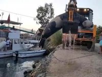 Fethiye’de ölü Akdeniz foku bulundu