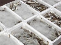 Av sezon başladı, tekneler balıkla doldu