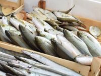 Tezgahlarda yerini alan lüferin fiyatı dudak uçuklatıyor