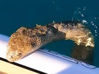 Avusturalya'daki sörfçünün tahtasına deniz yılanı çıktı
