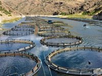 Elazığ’da üretilen alabalıklar Avrupa ülkelerine ihraç ediliyor