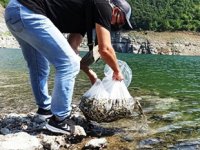 Samsun’da su kaynaklarına 1.6 milyon adet sazan bırakıldı