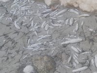 Menderes'te sular çekildi, oksijensiz kalan binlerce balık telef oldu
